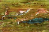 Polished, Gary Green (Larsonite) Petrified Wood - Oregon #180195-1